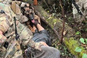 Captura cinematográfica: como o cão policial Yoda deteve o foragido Danilo Cavalcante