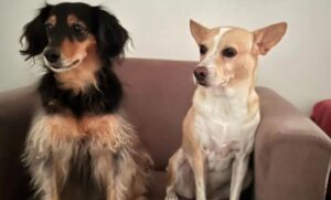 LATAM condenada a pagar 10 Mil Reais por negar transporte de 3 cães para Portugal